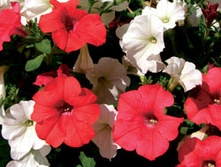 ������� F1 �������� ������  ����������,(��) 7,50 ���.[���.3001591]