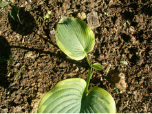 �������+)