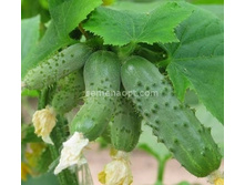 ������ ������� F1 �������������� 12��,(��) 12,00 ���.