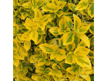 ��������� �������� ����*