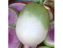 ������ ������� ����� ������,(��) 3,00 ���. [���.9000256]