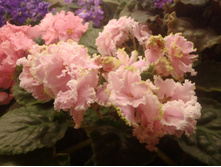 ���� ��������� 1.jpg