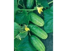 ������ ���������� F1  10��,(��) 5,00 ���. [���.10000231]