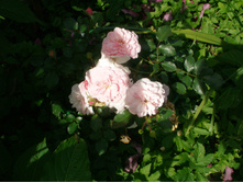 ������ 82(��)