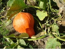 ����� ������� �����,6�� (��) 3,50 ���.[���.15000087]