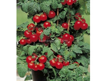 ����� ��������� ���� ������������ ,(��) 5,50 ���. [���.14001116]