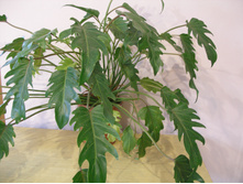 ���. ������� +/