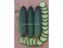 ������ ��������� ��������� F1 ������������������ 10��,(��) 14,50 ���. [���.10000335]