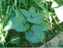 ��� ������ (No1)