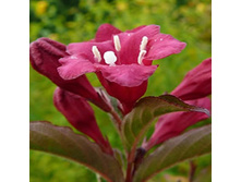 ������� �������� ���� ��������.jpg