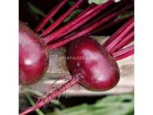 �ף��� ���������� �������,(��) 5,20 ���. [���.13000025]