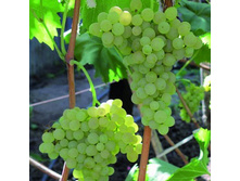 �������� �������� ������ 342.jpg