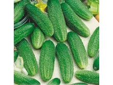 ������ ����� F1 ������������������ 10��,(��) 11,00 ���. [���.10000693]