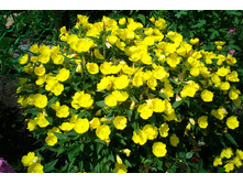 ������� ������������ �����������,(��) 7,00 ���.[���.3002104]