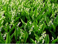 ������ ������� 310 ���. ����� 20-25 �����. ��� ����� ����� �� ��������� � �������� ���������� �����. ��� ��� �������� ����� ������. 00009783.JPG