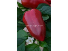 ����� �������  ������� �������, 20�� (��)3,50 ���. [���.11000173]