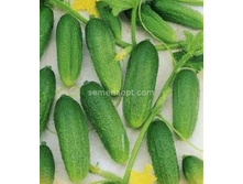 ������ ����� F1 ������������������  10��,(��)9,50 ���. [���.10000199]