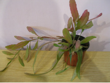 �������� �������� ��� �����