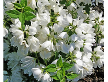 ��� ���� (1.2�-1.5�)