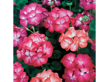 ���������� ��������� ����� ������ ����� ,(��)33,00 ���. [���.3005053]