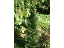 ��� ��������� ������+)