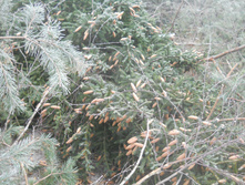 DSCN2825s.JPG