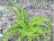 ���������� ������� ��������*