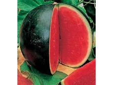 ����� �������� �����, (��) 4,00 ���. [���.9000145]