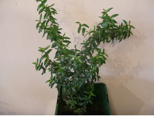 ���� ������������+)