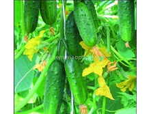 ������ ������� ��������� F1 ������������������ 10��,(��) 15,50 ���. [���.10000193]