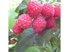 ������ �������.jpg