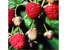 ������ ����������.jpg