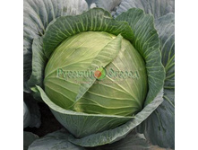 ������� ������������  ������� F1  ������������ 10�� (��) 22,50 ���. [���.6000208]