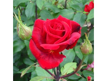 ����� ������.jpg