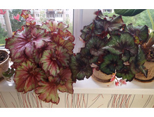 Raspberry Swirls � Charm.jpg