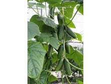 ������ ������ F1 7��,(��)33,00 ���. [���.10000691]