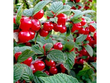 ����� ��������� .jpg