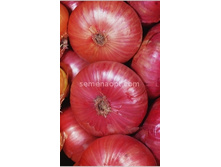 ��� �������� ������� ����������� ,(��) 5,50 ���. [���.7000052]