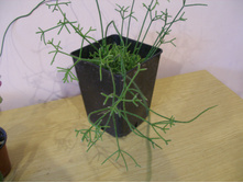 �������� ������������