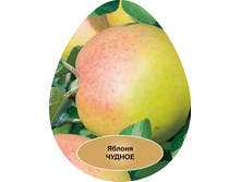 ������ ���������� ������ � �������.jpg