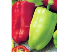 ����� �������  ��������, 20�� (��) 3,50 ���. [���.11000206]