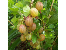 ��������� ������.jpg