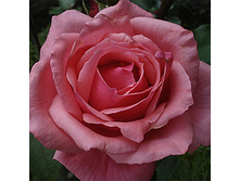 ���� ���.jpg