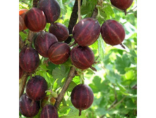 ��������� ������.jpg