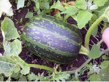 ����� ���������� �������� �����������,(��)4,00 ���. [���.15000038]