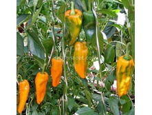 ����� �������  ��������,10�� (��) 7,50 ���. [���.11000355]