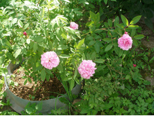 ����� �����(��)