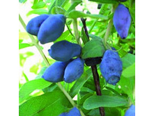 ��������� ��������� ��������.jpg