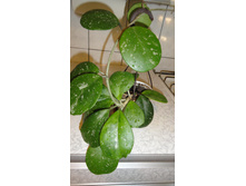 ������� ����� ...