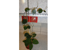 Hoya acuta (RB-Mini) (EPC-199)